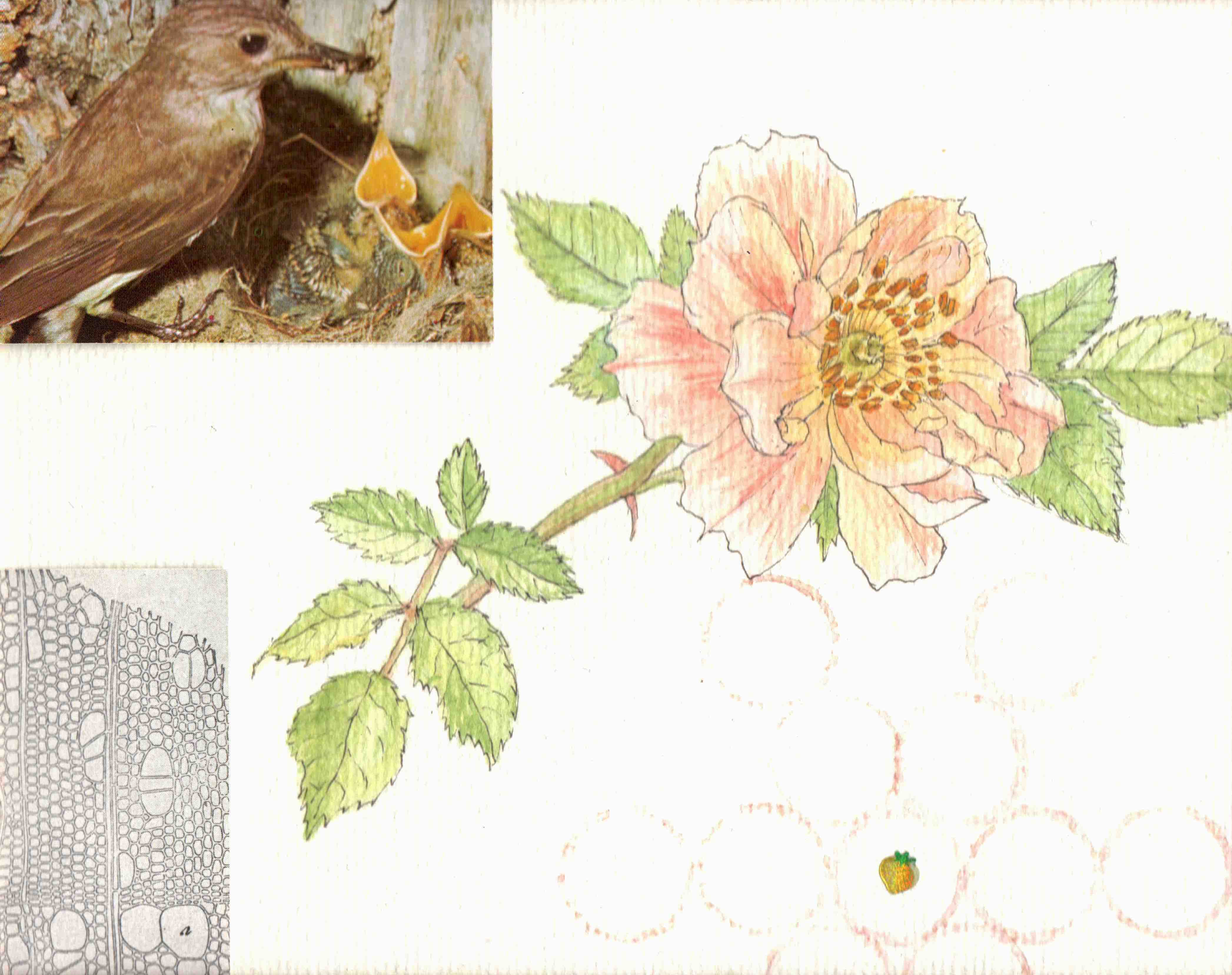 Misaki Kawabe, "Sprout 4," ink, watercolor and photo on paper, 14.8 x 21.0 cm, 2025